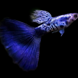 The Enchanting Galaxy Guppy: A Complete Care Guide 