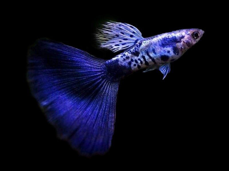 Beautiful Galaxy Blue Tail Guppy