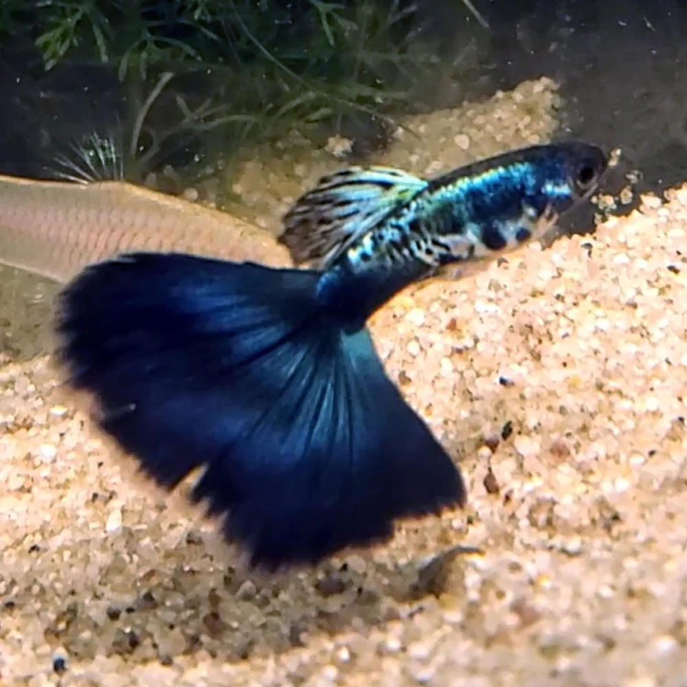 Vibrantly colored Galaxy Blue Tail Guppy