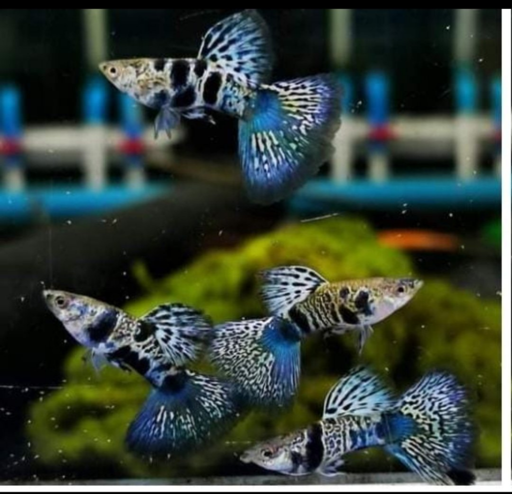 Happy and well cared for Galaxy Guppies