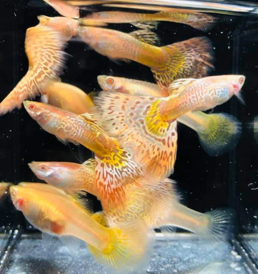 Selective Breeding tank of Albino Galaxy Guppies