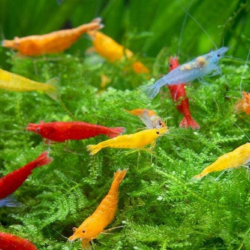 13 Stunning Neocaridina Shrimp Varieties to Brighten Your Freshwater Aquarium 