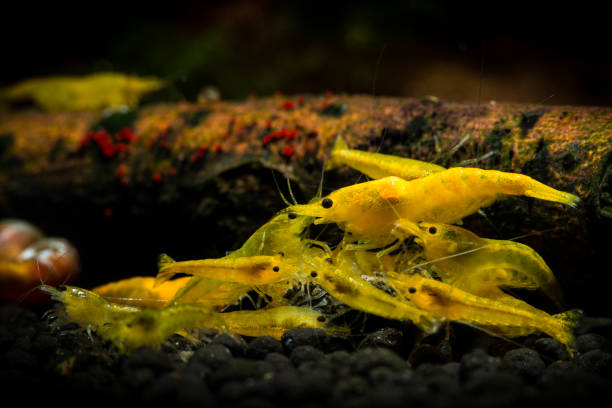 Yellow Golden Back Shrimp