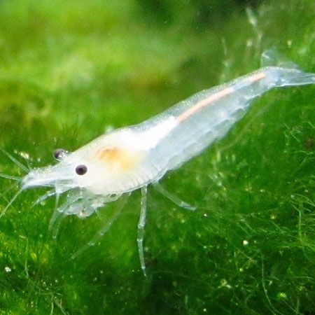 Snowball Shrimp