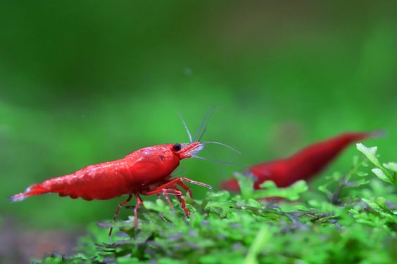 Bloody Mary Shrimp