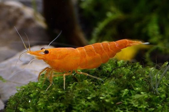 Orange Sakura Shrimp