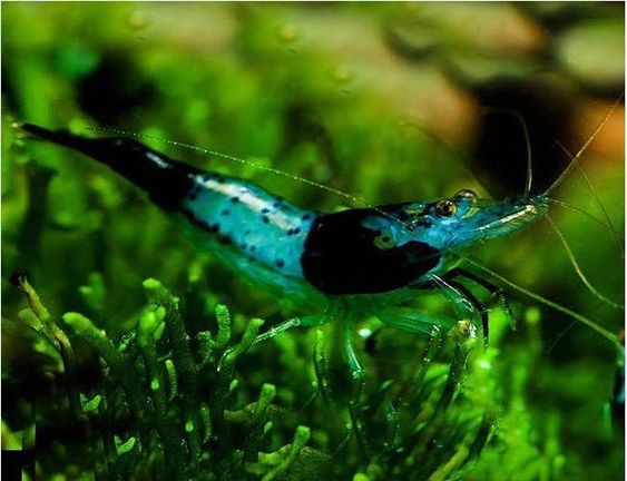 Carbon Rili Shrimp