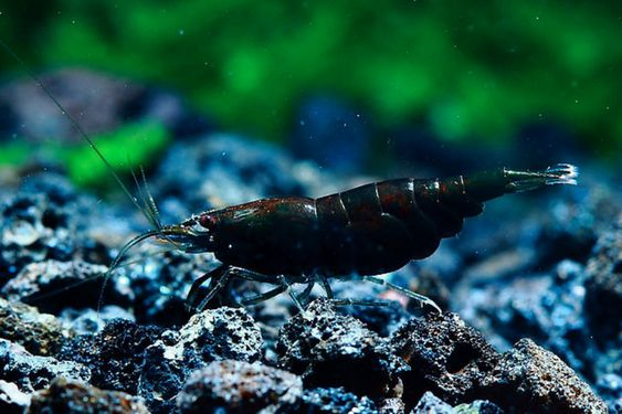 Black Rose Shrimp