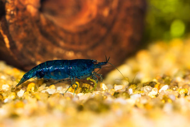 Blue Dream Shrimp