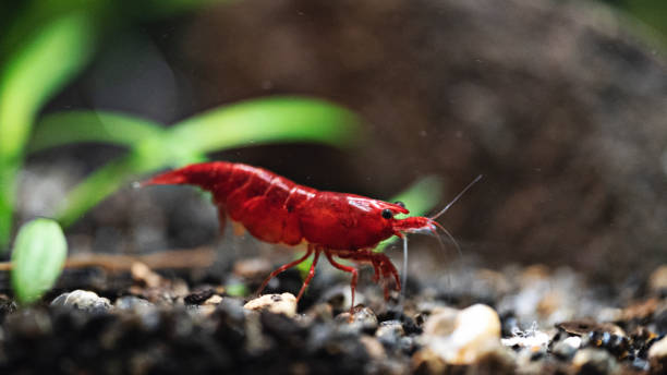 Red Cherry Shrimp (Neocaridina davidi)