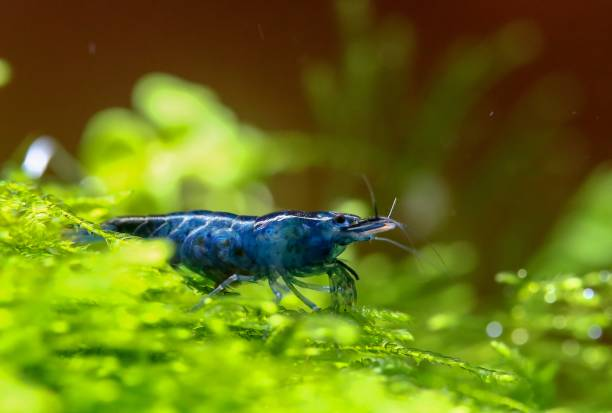 Blue Velvet Shrimp