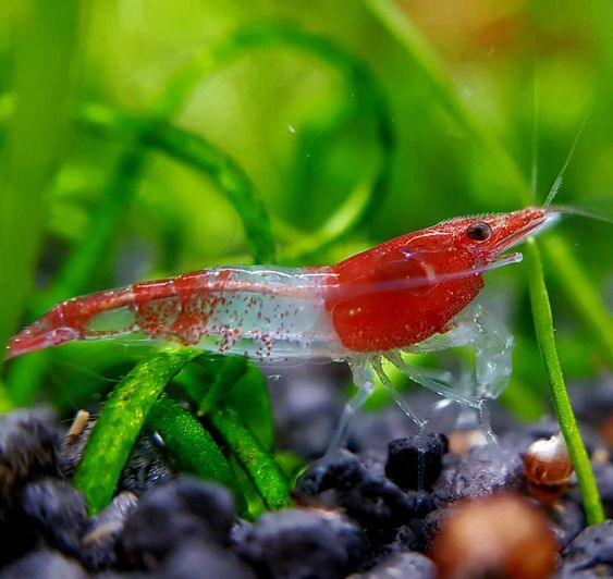 Rili Shrimp