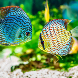 Top 15 Stunning Discus Fish Types for Your Aquarium