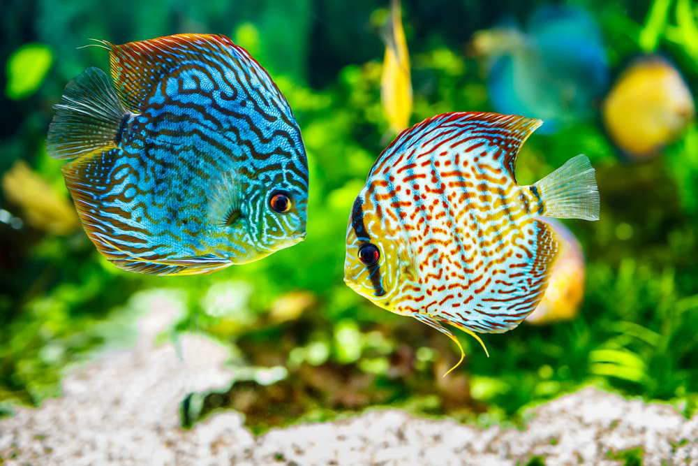 15 Stunning Discus Fish Types