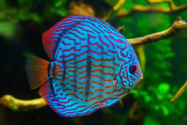 Turquoise Discus