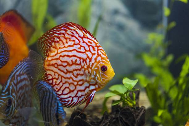 Leopard Discus