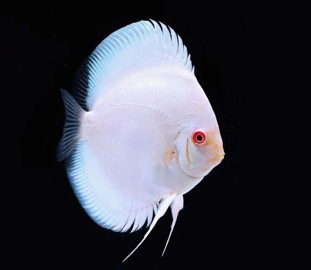 Albino Discus