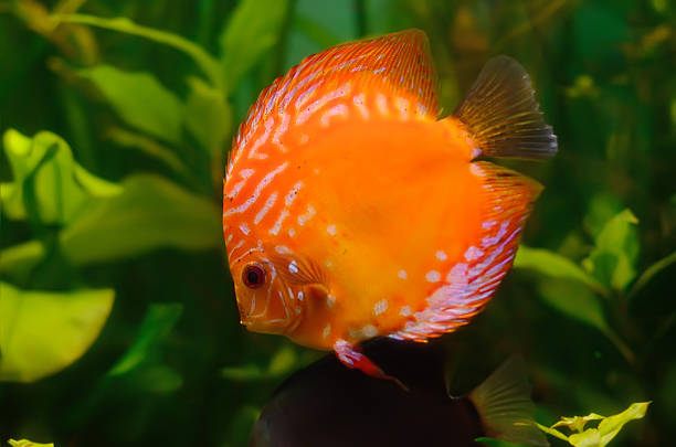 Golden Discus