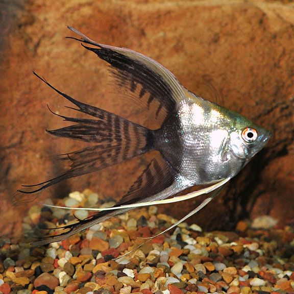 Caring for Half Black Angelfish 