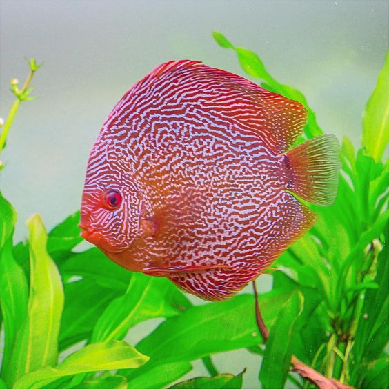 Snake Skin Discus