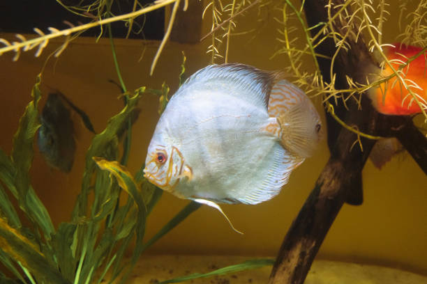 White Butterfly Discus