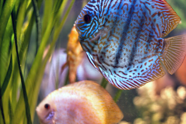 Royal Blue Discus