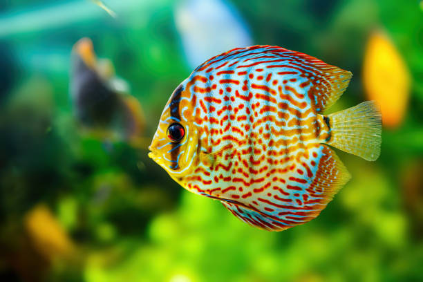 Red Spotted Green Discus