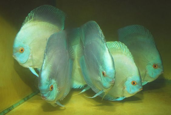 Ocean Green Discus