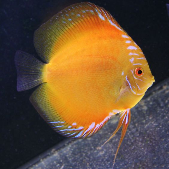 Tangerine Discus