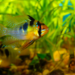 What Is The Best Ram Cichlid?