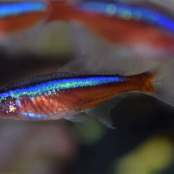 Are Cardinal Tetras Aggressive?