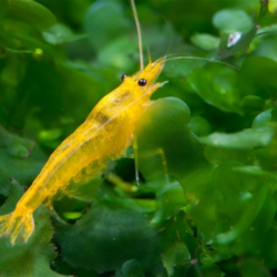 The Striking Yellow Golden Back Shrimp: A Complete Aquarium Guide 