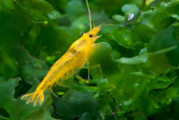 The Striking Yellow Golden Back Shrimp: A Complete Aquarium Guide 