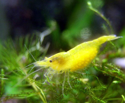 Berried Yellow Golden Back Shrimp