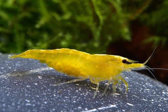 Distinctive yellow characteristics of the Yellow Golden Back Shrimp 