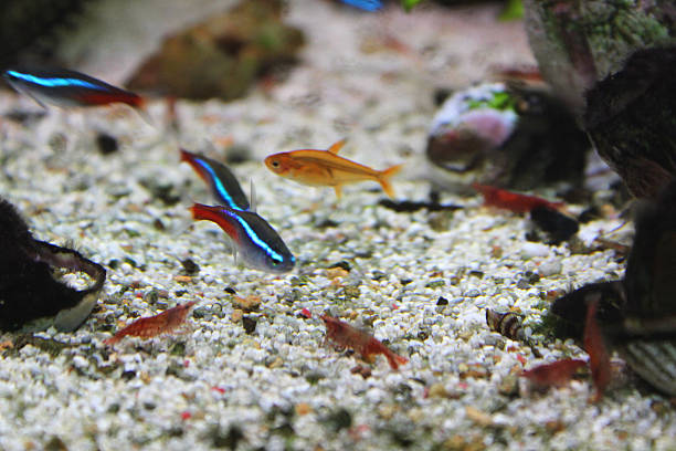 Neocaridina shrimp with Tetras in an aquarium