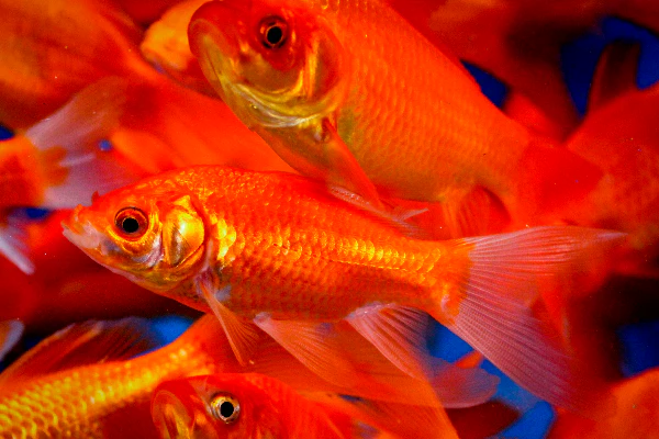 How long do goldfish live? 