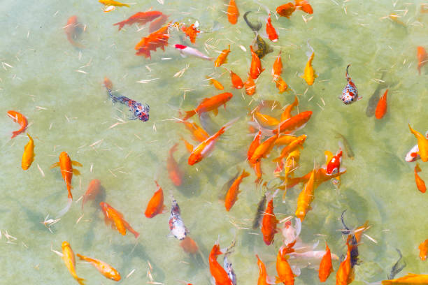 Group of Goldfish swimming in a pond