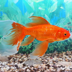 Complete Care Guide For Common Goldfish: Everything You Need To Know