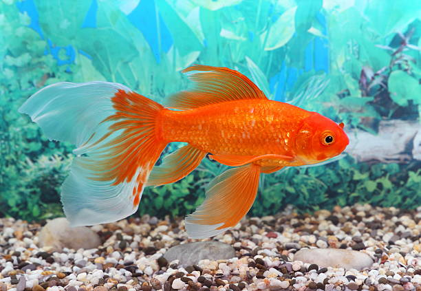 Complete Care Guide For Common Goldfish: Everything You Need To Know