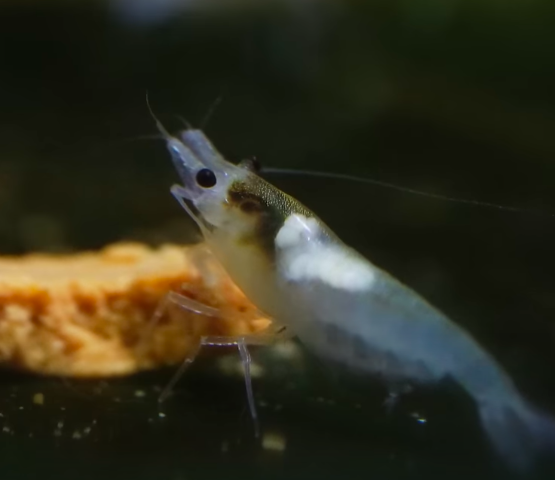 Pictured, a female Snowball shrimp with snowball eggs in its saddle