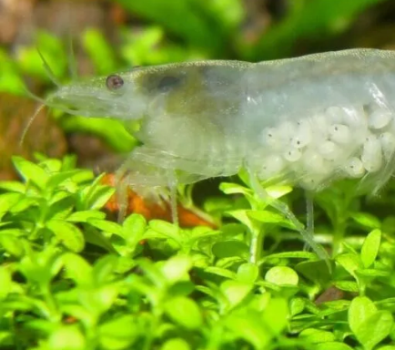 Pictured, a closer look at a female Snowball shrimp carrying fertilized eggs in her abdomen