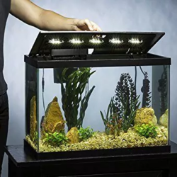 How Much Should I Pay For A Fish Tank?