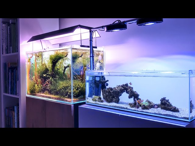 Comparing Freshwater and Reef Tanks: Understanding Costs and Maintenance