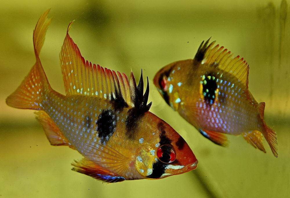 Behavioral Traits and Social Dynamics of Ram Cichlids