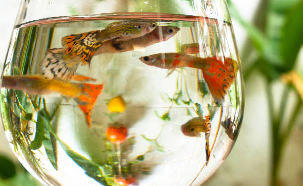 The Vibrant World of Fancy Guppies