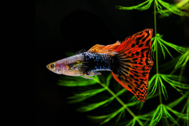 Delta Tail Guppies: Your Ultimate Care Guide