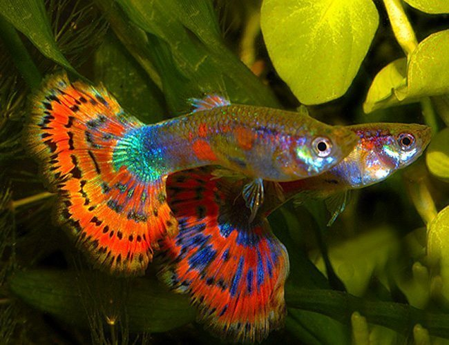 Blue Variegated Delta Guppy Pair