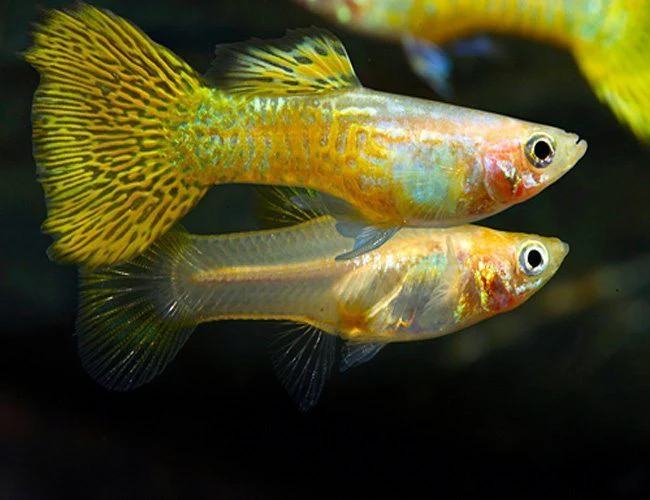 Pair of yellow cobra guppies