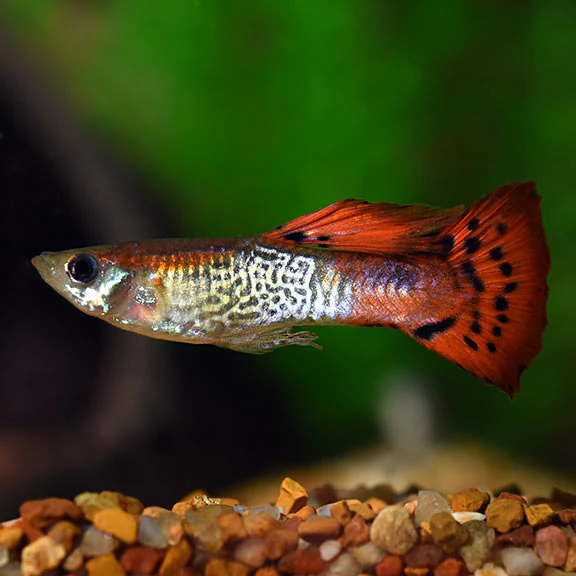 Red patterned Cobra Guppy